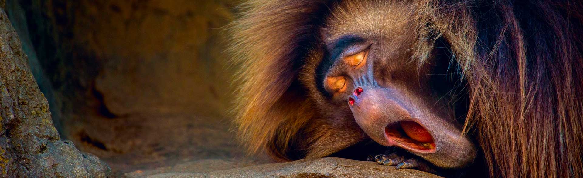 Pesquisa Apresentação Chata