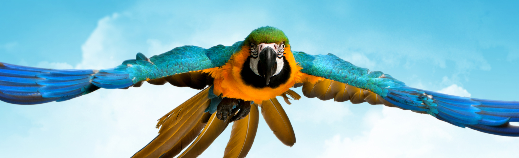 Apresentação de Impacto