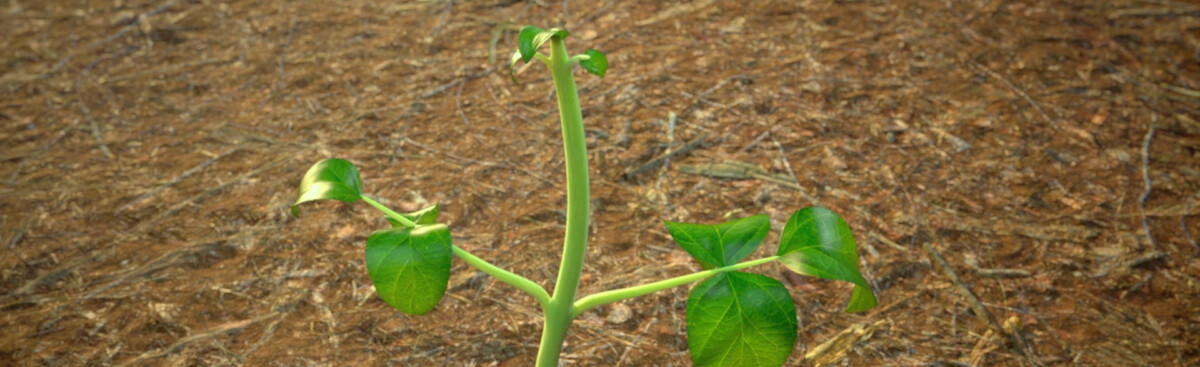 vídeo de produto humicbor satis